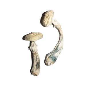 Albino Amazonian Shrooms