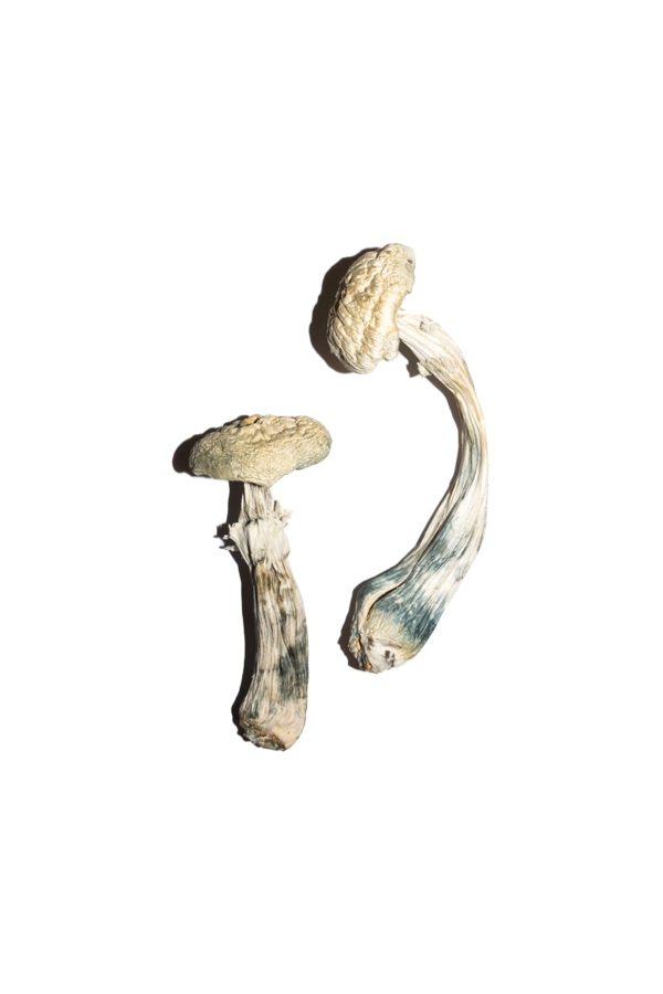 Albino Amazonian Shrooms