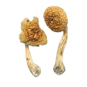 Burma Cubensis