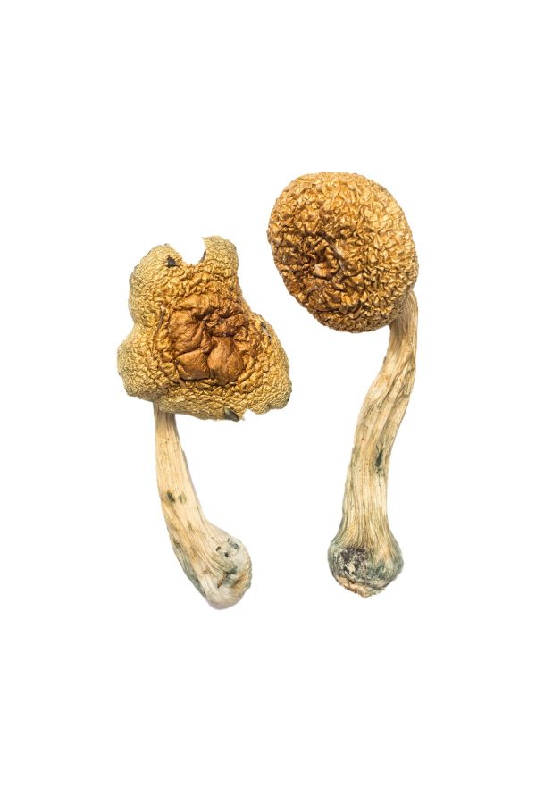 Burma Cubensis