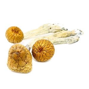 King Kong Shrooms