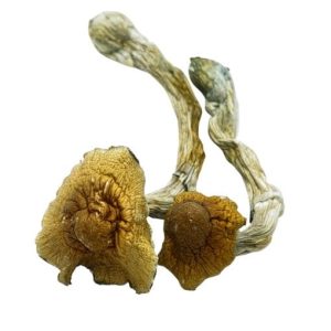 Tidal Wave Cubensis