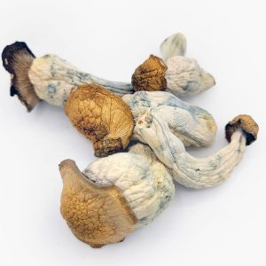 Penis Envy Shrooms