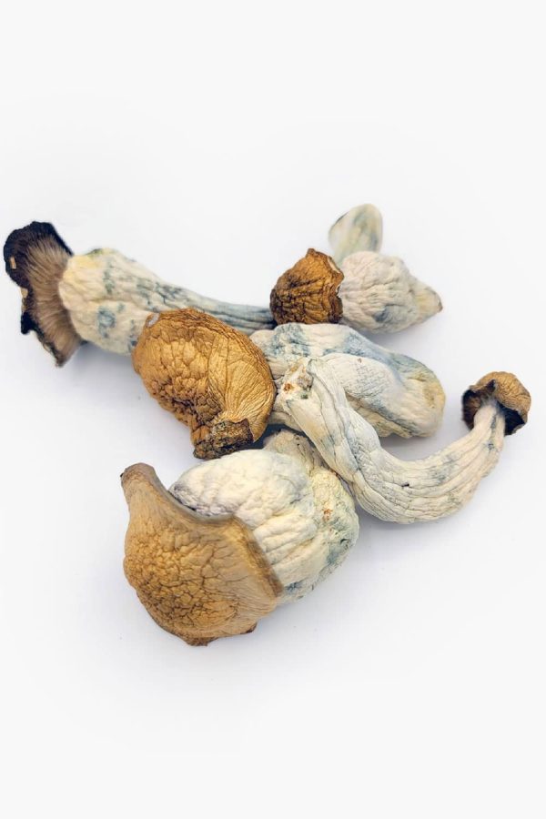 Penis Envy Shrooms