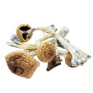 Golden Teacher Shrooms