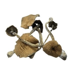 Illusion Weaver Shrooms