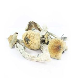 Jerry Garcia Shrooms
