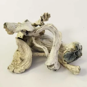 Fiji Albino Shrooms
