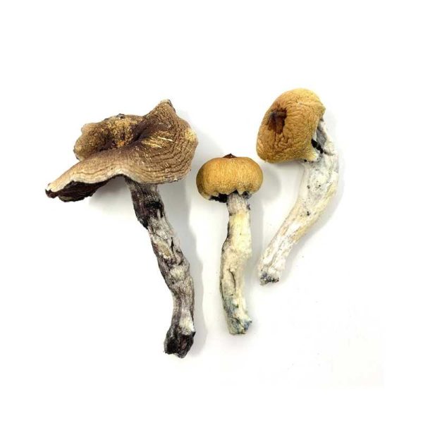 B+ Cubensis