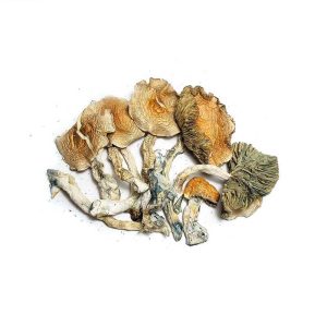 Jedi Mind Fuck Shrooms