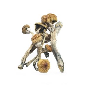 Z Strain Cubensis