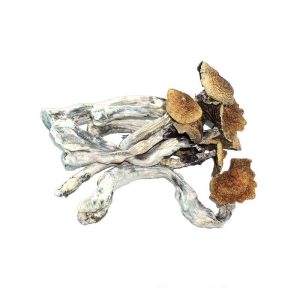 Treasure Coast Shrooms